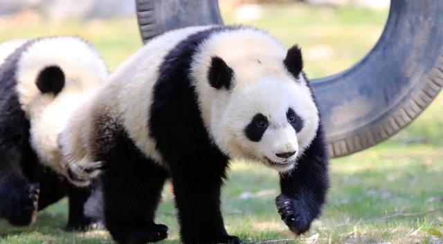 成都熊猫基地攻略，成都大熊猫基地有什么动物图11
