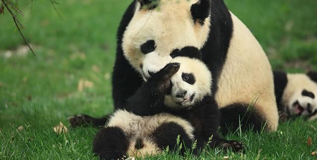 成都大熊猫繁育研究基地图1