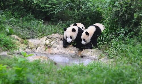 成都大熊猫繁育研究基地图10