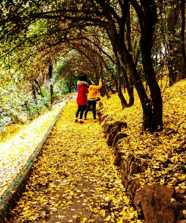 武汉周边的秋景怎么样啊图9