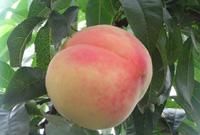 平谷大桃是什么品种,平谷大桃多少钱一斤图2