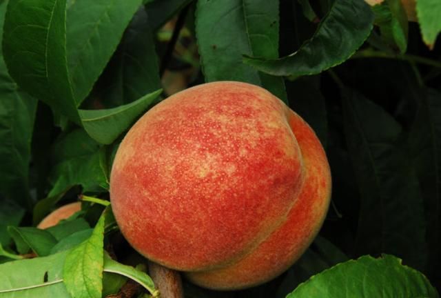 平谷大桃是什么品种,平谷大桃多少钱一斤图4