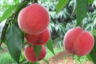 平谷大桃是什么品种,平谷大桃多少钱一斤图5