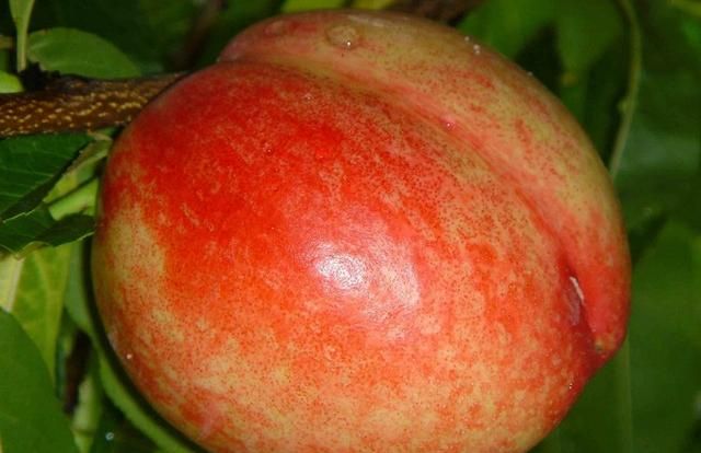 平谷大桃是什么品种,平谷大桃多少钱一斤图7