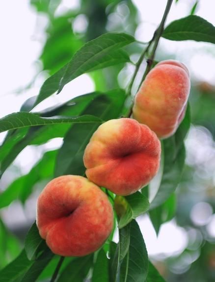 平谷大桃是什么品种,平谷大桃多少钱一斤图10
